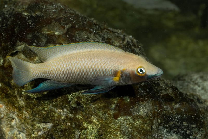 Neolamprologus nigriventris 'Kiku'